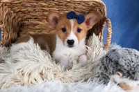Luigi, a male Pembroke Welsh Corgi for sale in Fresno, OH – Photo 6 of 10