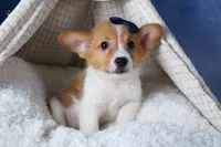 Luigi, a male Pembroke Welsh Corgi for sale in Fresno, OH – Photo 3 of 10