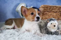 Luigi, a male Pembroke Welsh Corgi for sale in Fresno, OH – Photo 8 of 10