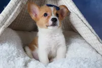 Luigi, a male Pembroke Welsh Corgi for sale in Fresno, OH – Photo 2 of 10