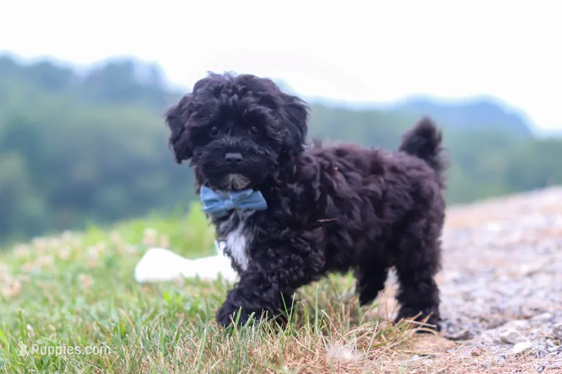 Riley – Havapoo puppy for sale in Fresno, OH
