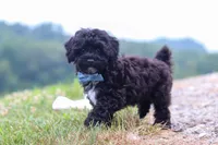 Riley, a male Havapoo for sale in Fresno, OH – 1 of 6
