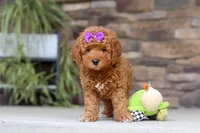 Vanessa, a female Goldendoodle for sale in Fresno, OH – 5 of 8