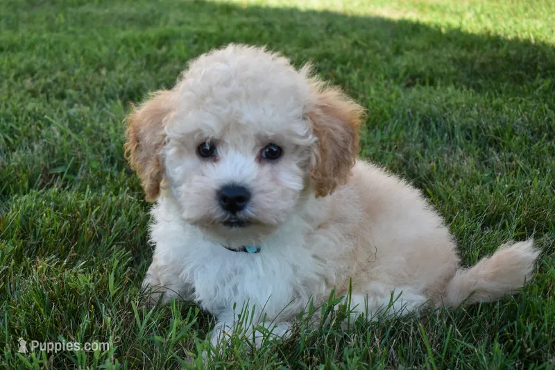 Franklin 🐶 – Maltipoo puppy for sale in Fresno, OH