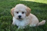 Franklin 🐶, a male Maltipoo for sale in Fresno, OH – 1 of 10