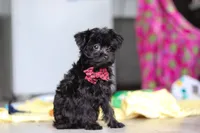 Randall, a male Yorkipoo for sale in Fresno, OH – 4 of 7