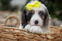   Preston🎀, a female Cavapoo for sale in Fresno, OH – 3 of 10