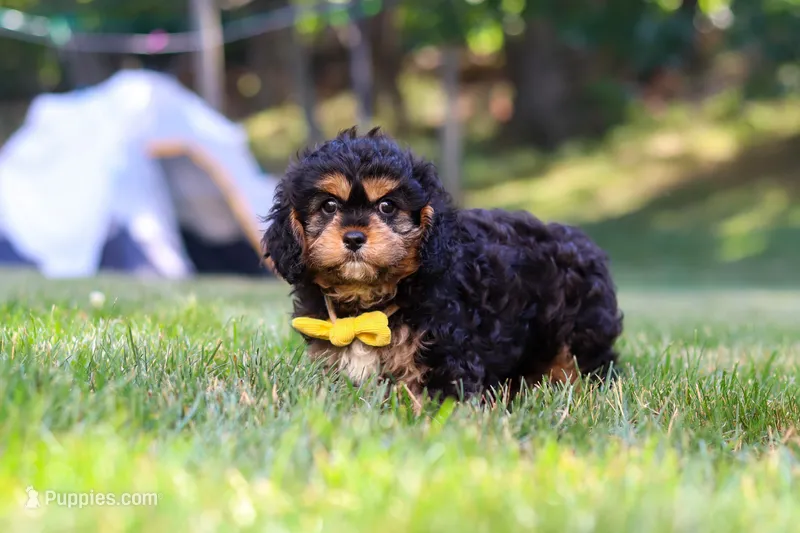 Logan – Cavapoo puppy for sale in Fresno, OH