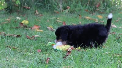 Asia, a female Miniature Bernedoodle for sale in Fresno, OH – 6 of 6