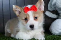 Raya, a female Pembroke Welsh Corgi for sale in Fresno, OH – Photo 6 of 10