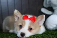 Raya, a female Pembroke Welsh Corgi for sale in Fresno, OH – Photo 1 of 10