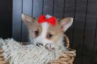 Raya, a female Pembroke Welsh Corgi for sale in Fresno, OH – Photo 10 of 10