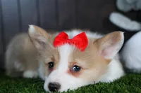 Raya, a female Pembroke Welsh Corgi for sale in Fresno, OH – Photo 5 of 10