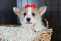 Raya, a female Pembroke Welsh Corgi for sale in Fresno, OH – Photo 8 of 10