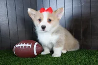 Raya, a female Pembroke Welsh Corgi for sale in Fresno, OH – Photo 3 of 10