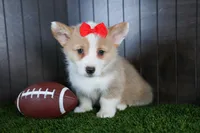 Raya, a female Pembroke Welsh Corgi for sale in Fresno, OH – Photo 4 of 10