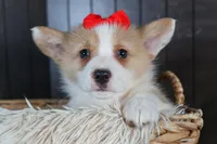 Raya, a female Pembroke Welsh Corgi for sale in Fresno, OH – Photo 7 of 10