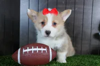 Raya, a female Pembroke Welsh Corgi for sale in Fresno, OH – Photo 2 of 10