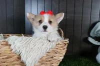 Raya, a female Pembroke Welsh Corgi for sale in Fresno, OH – Photo 9 of 10