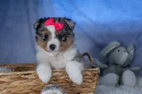 Willow, a male Miniature Aussiedoodle for sale in Fresno, OH – Photo 4 of 10