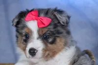 Willow, a male Miniature Aussiedoodle for sale in Fresno, OH – Photo 6 of 10