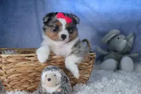 Willow, a male Miniature Aussiedoodle for sale in Fresno, OH – Photo 9 of 10