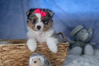 Willow, a male Miniature Aussiedoodle for sale in Fresno, OH – Photo 10 of 10