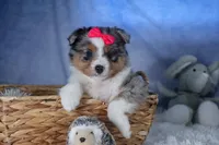 Willow, a male Miniature Aussiedoodle for sale in Fresno, OH – Photo 3 of 10