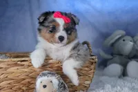 Willow, a male Miniature Aussiedoodle for sale in Fresno, OH – Photo 7 of 10