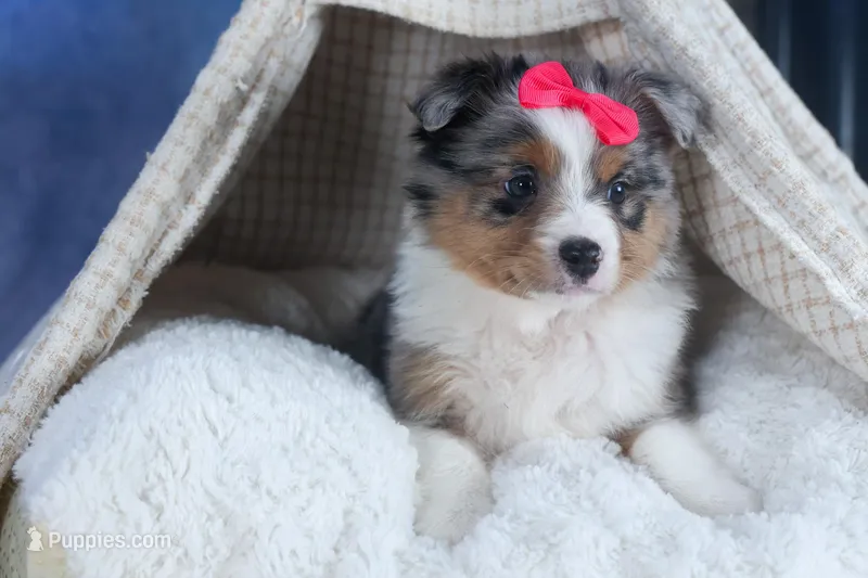 Willow, a male Miniature Aussiedoodle for sale in Fresno, OH – Photo 1 of 10