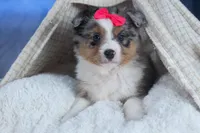 Willow, a male Miniature Aussiedoodle for sale in Fresno, OH – Photo 2 of 10