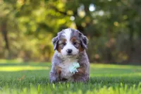 Pete, a male Miniature Bernedoodle for sale in Fresno, OH – 4 of 10
