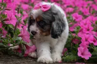   Paisley 💗, a female Cavapoo for sale in Fresno, OH – 10 of 10