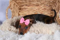 Jenny, a female Miniature Dachshund for sale in Fresno, OH – Photo 2 of 10