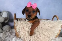 Jenny, a female Miniature Dachshund for sale in Fresno, OH – Photo 6 of 10
