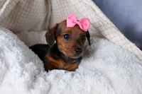 Jenny, a female Miniature Dachshund for sale in Fresno, OH – Photo 5 of 10