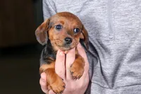 Jenny, a female Miniature Dachshund for sale in Fresno, OH – Photo 9 of 10