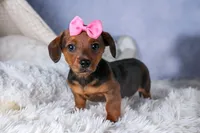 Jenny, a female Miniature Dachshund for sale in Fresno, OH – Photo 1 of 10