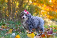 Spice, a female Miniature Bernedoodle for sale in Fresno, OH – 4 of 6