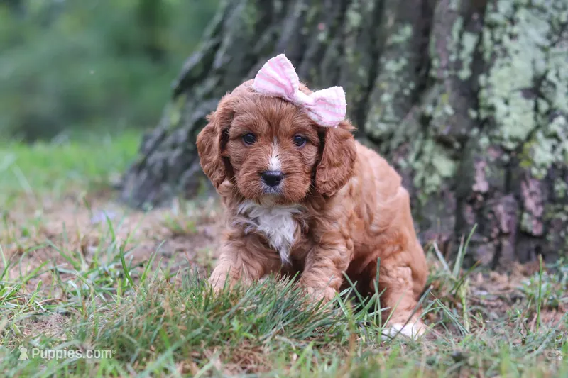Willow – Cavapoo puppy for sale in Fresno, OH