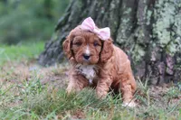 Willow, a female Cavapoo for sale in Fresno, OH – 1 of 7