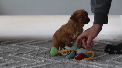 Luca, a male Cavapoo for sale in Fresno, OH – 9 of 9