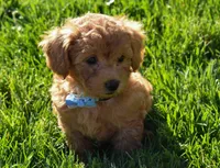 Kody 🐶💖, a male Bichpoo for sale in Fresno, OH – 4 of 10