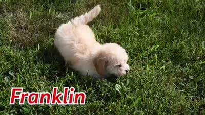 Franklin 🐶, a male Maltipoo for sale in Fresno, OH – 9 of 10