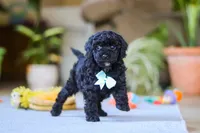 Blake, a male Poodle - Miniature  for sale in Fresno, OH – 5 of 9