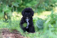 Riley, a male Havapoo for sale in Fresno, OH – 8 of 10