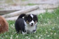 Sophia💗🐾, a female Australian Shepherd and Pembroke Welsh Corgi for sale in Fresno, OH – 1 of 4