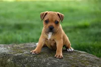 Marley 🌸🐾, a female Staffordshire Bull Terrier for sale in Fresno, OH – 7 of 10