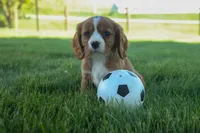 Frankie 🐶, a male Cavalier King Charles Spaniel for sale in Fresno, OH – 3 of 9