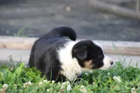 Jude🐶, a male Australian Shepherd and Pembroke Welsh Corgi for sale in Fresno, OH – 2 of 6